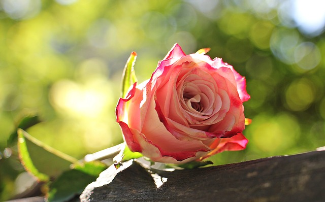 A pink rose lying alone on a wooden log.